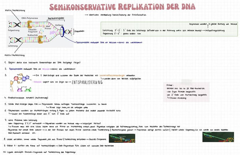 Nucleotide:
· Bausteine von Nukleinsäure
Begriffserklärungen
komplementär:
gegenläufig gleich → ergänzend
Begriffe Stammbaumanalyse:
homozyg