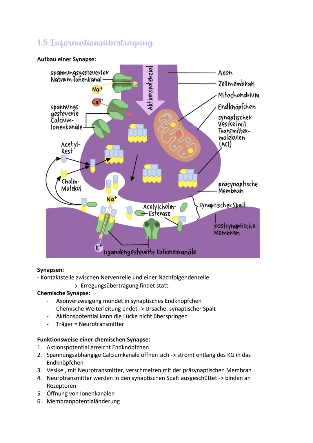 1.5 Informationsübertragung
Aufbau einer Synapse:
spannungsgesteverter
Natrium-lonenkanal.
spannungs-
gesteuerte
Calcium-
lonenkanäle.
Acety