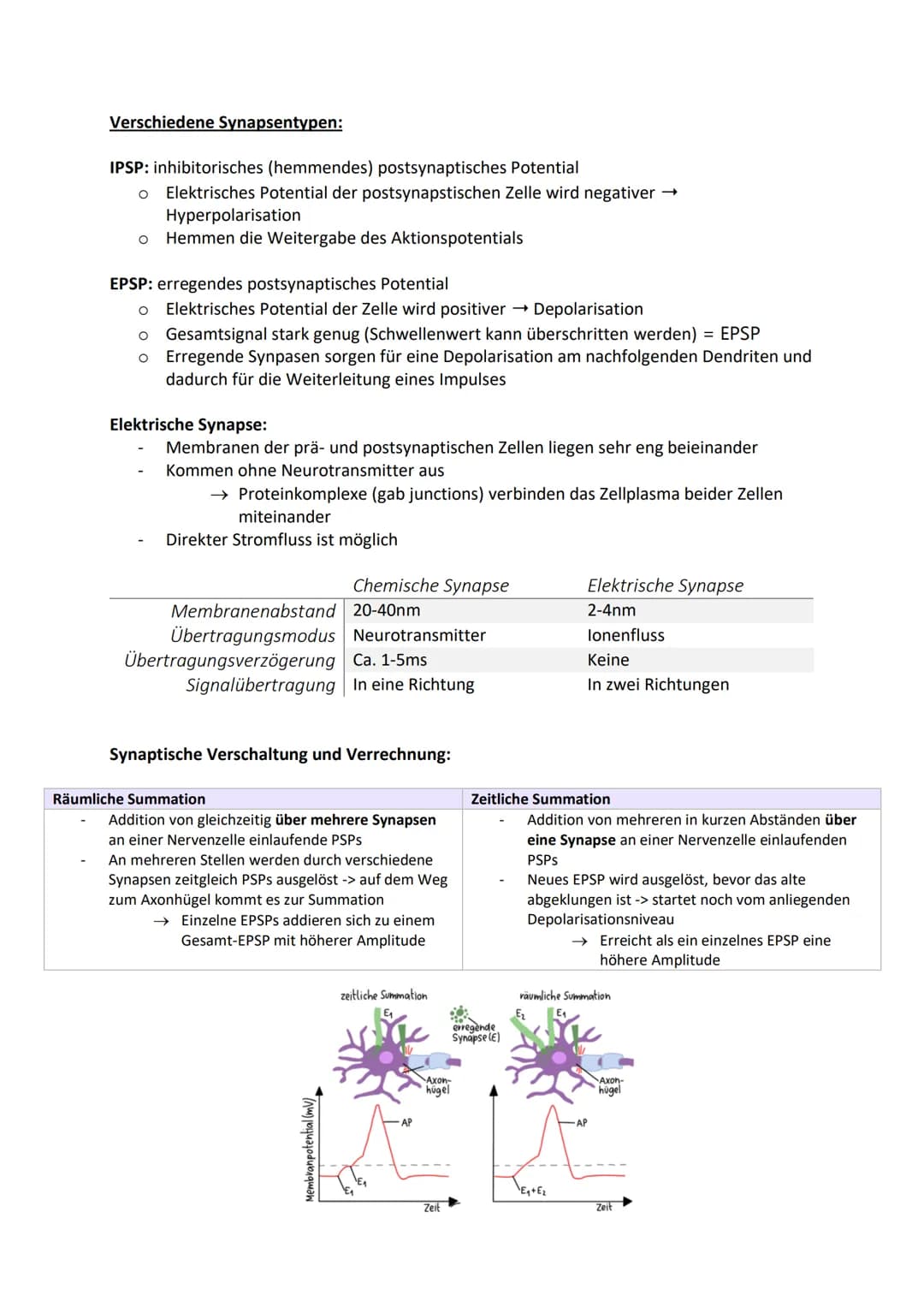 1.5 Informationsübertragung
Aufbau einer Synapse:
spannungsgesteverter
Natrium-lonenkanal.
spannungs-
gesteuerte
Calcium-
lonenkanäle.
Acety