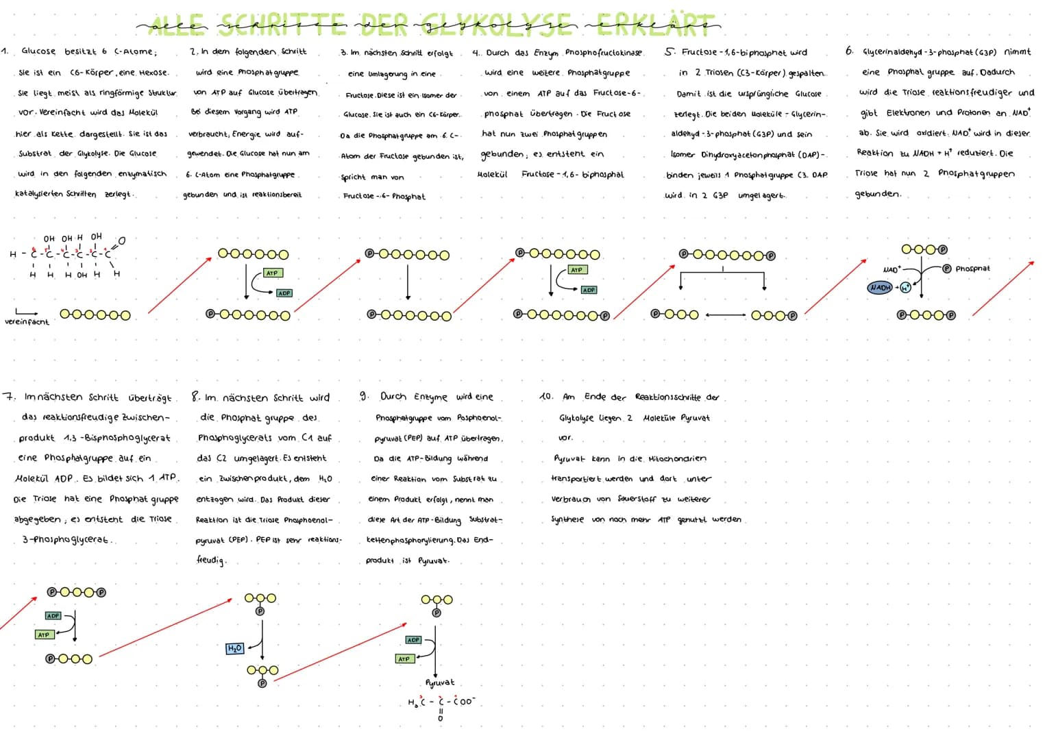 H₂O
NAD+
NADH+ H
ADP
~BIE SŁYKOLYSE
die
ATP
000000
Glucose
ATP
ADP
Glycerinaldehyd-
3-phosphat
ADP
ATP
Glucose-6-phosphat
oooooo
Fructose-6-