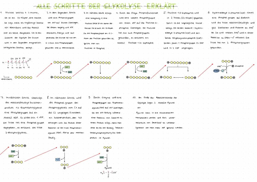 H₂O
NAD+
NADH+ H
ADP
~BIE SŁYKOLYSE
die
ATP
000000
Glucose
ATP
ADP
Glycerinaldehyd-
3-phosphat
ADP
ATP
Glucose-6-phosphat
oooooo
Fructose-6-