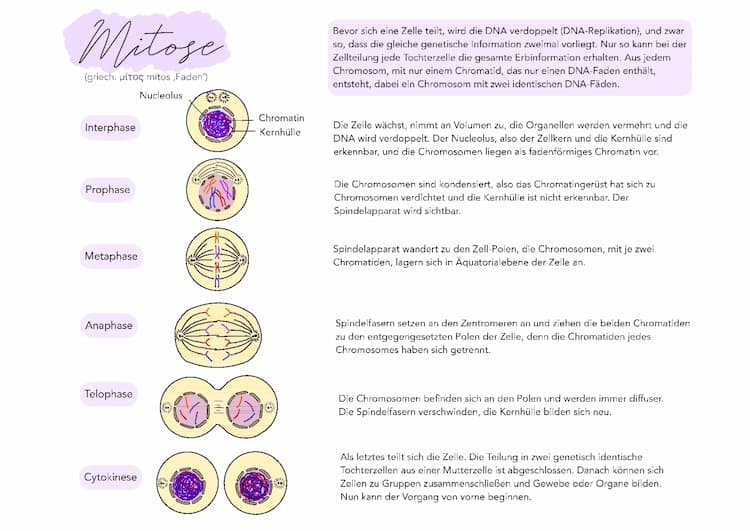 Know Mitose thumbnail