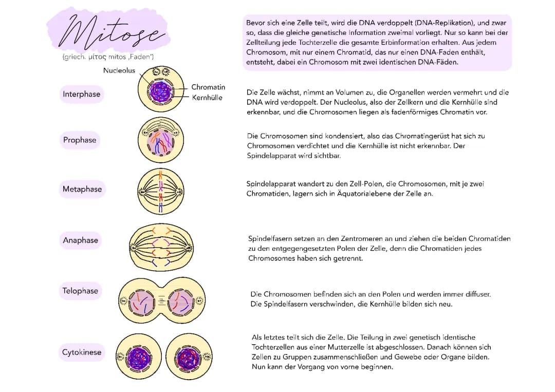 Mitose