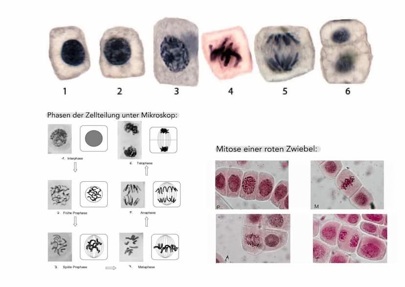 Mitose
(griech. uítos mitos,Faden')
Interphase
Prophase
Metaphase
Anaphase
Telophase
Cytokinese
Nucleolus
0
[1/1]
Chromatin
Kernhülle
Bevor 