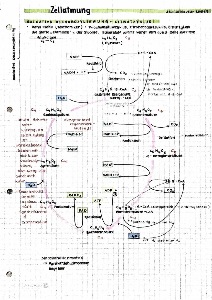 Anabolismus: Reaktionen
Abbau v. chem. Verbindungen
d. Stoffwechsels zum Aufbau v. chem. verbindungen
Energie
katabolismus
INHALTE
• Zellat 