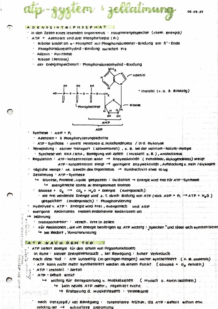 Anabolismus: Reaktionen
Abbau v. chem. Verbindungen
d. Stoffwechsels zum Aufbau v. chem. verbindungen
Energie
katabolismus
INHALTE
• Zellat 