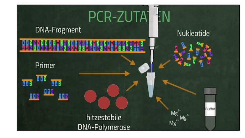 Polymerase-Kettenreaktion PCR
Polymerase Chain Reaktion
Polymerase-Kettenreaktion.
• 1983 von Kary Mullis entwickelt
●
• die Entwicklung war