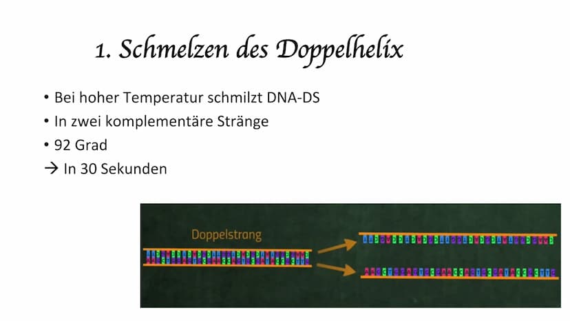 Polymerase-Kettenreaktion PCR
Polymerase Chain Reaktion
Polymerase-Kettenreaktion.
• 1983 von Kary Mullis entwickelt
●
• die Entwicklung war
