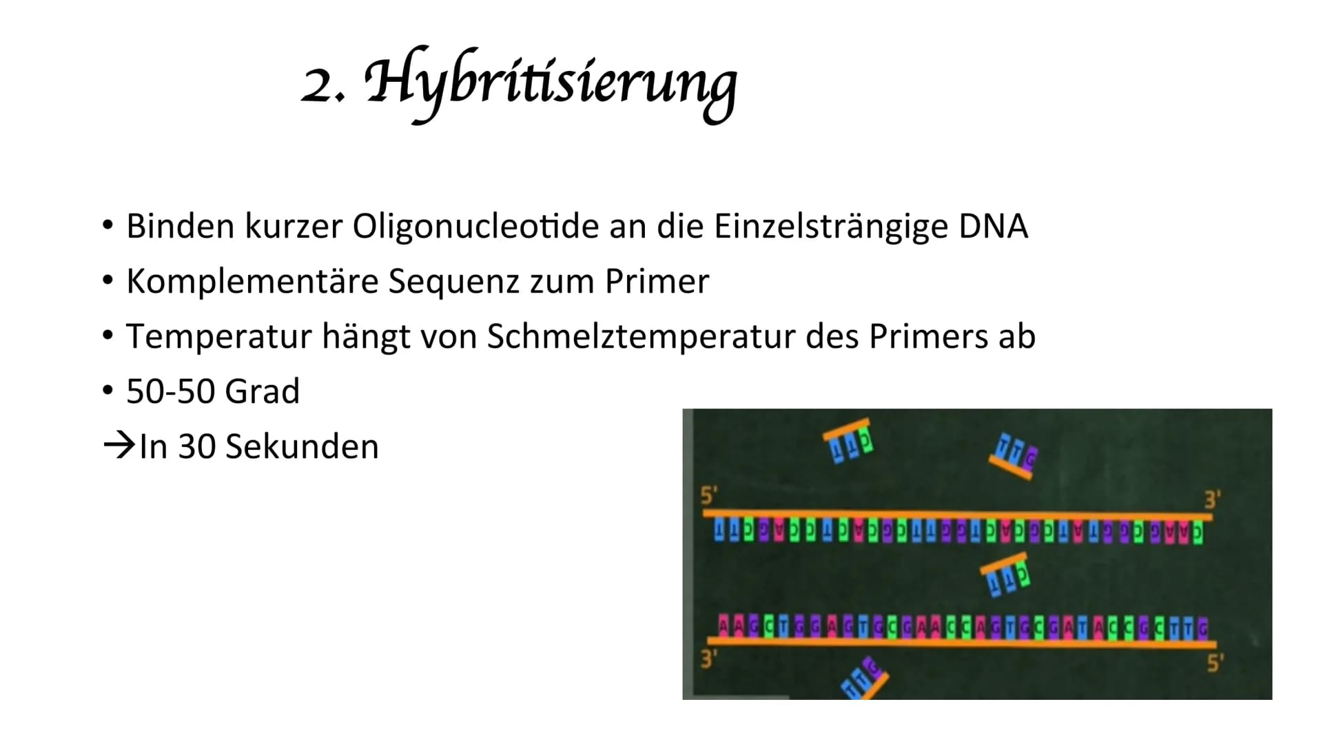 Polymerase-Kettenreaktion PCR
Polymerase Chain Reaktion
Polymerase-Kettenreaktion.
• 1983 von Kary Mullis entwickelt
●
• die Entwicklung war