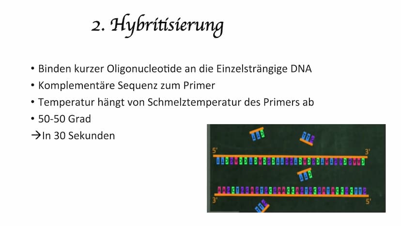 Polymerase-Kettenreaktion PCR
Polymerase Chain Reaktion
Polymerase-Kettenreaktion.
• 1983 von Kary Mullis entwickelt
●
• die Entwicklung war