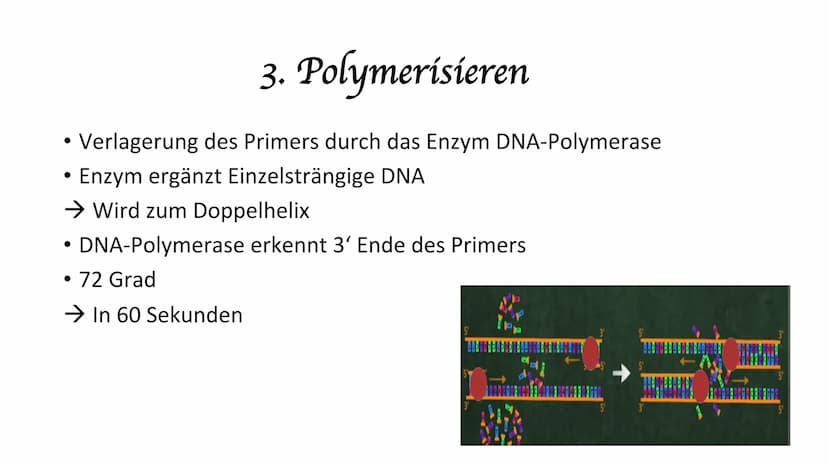 Polymerase-Kettenreaktion PCR
Polymerase Chain Reaktion
Polymerase-Kettenreaktion.
• 1983 von Kary Mullis entwickelt
●
• die Entwicklung war
