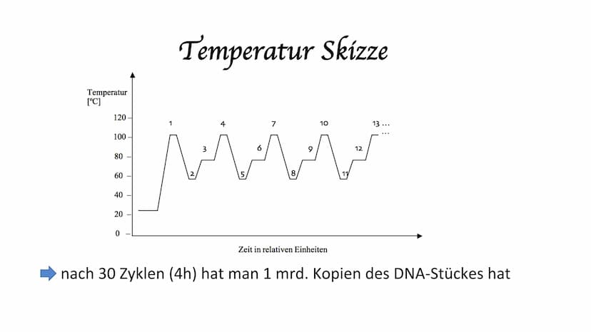 Polymerase-Kettenreaktion PCR
Polymerase Chain Reaktion
Polymerase-Kettenreaktion.
• 1983 von Kary Mullis entwickelt
●
• die Entwicklung war