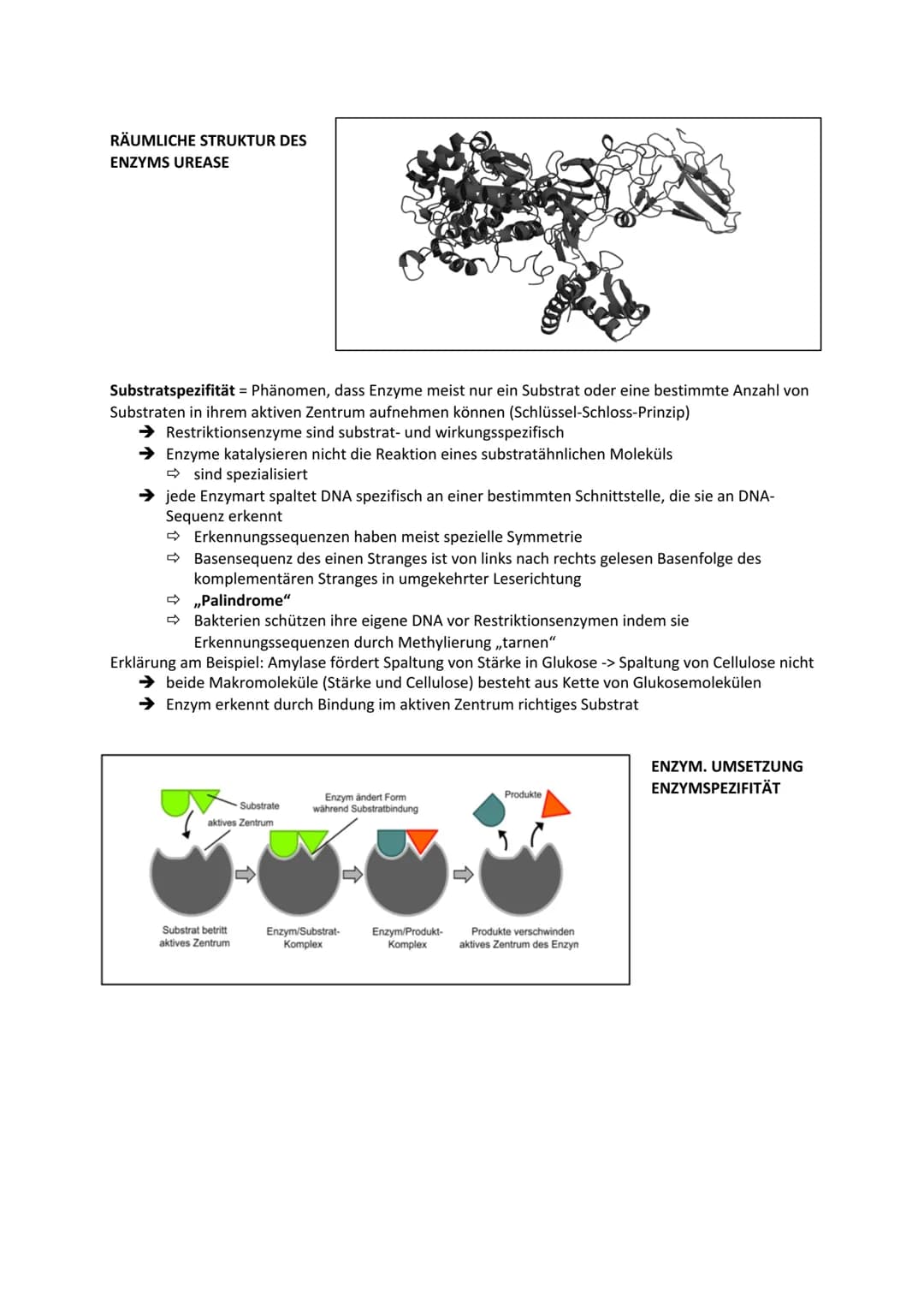 BIOLOGIE - Enzyme als Biokatalysatoren
1. Enzyme und ihre Wirkung
Aufgabe: Erklären Sie die Bedeutung der Bestandteile der Enzym-Substrat-Ko