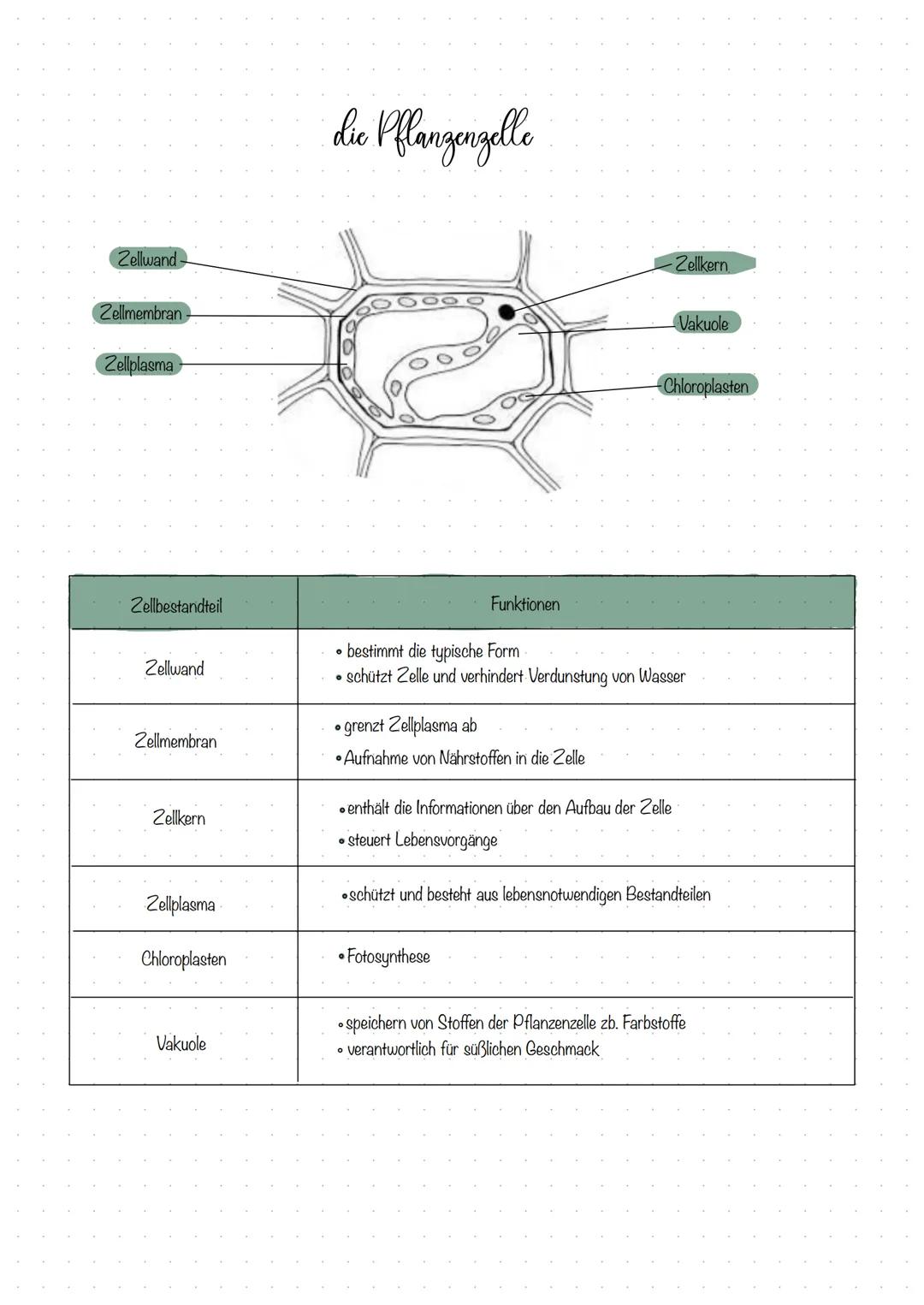 Zellwand-

Zellmembran

Zellplasma

# die Pflanzenzelle

-Zellkern

Vakuole

-Chloroplasten

| Zellbestandteil | Funktionen |
| ----------- 