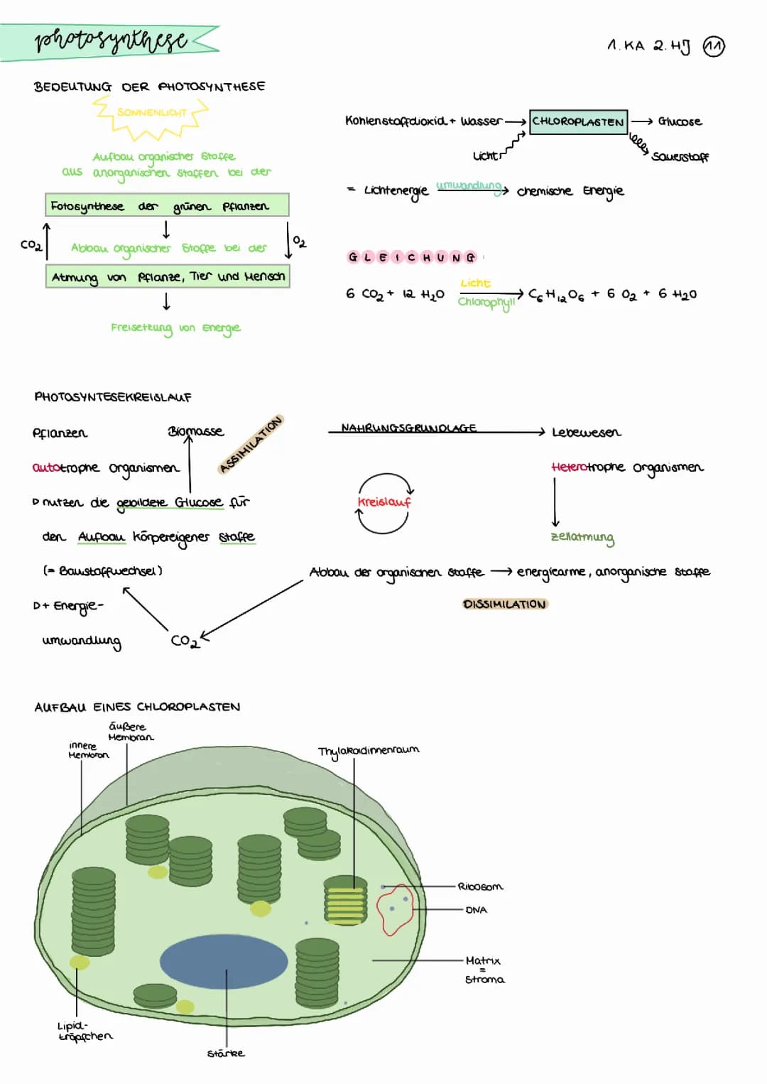 Warum ist Photosynthese für Pflanzen wichtig? Blattstruktur und wie Spaltöffnungen funktionieren