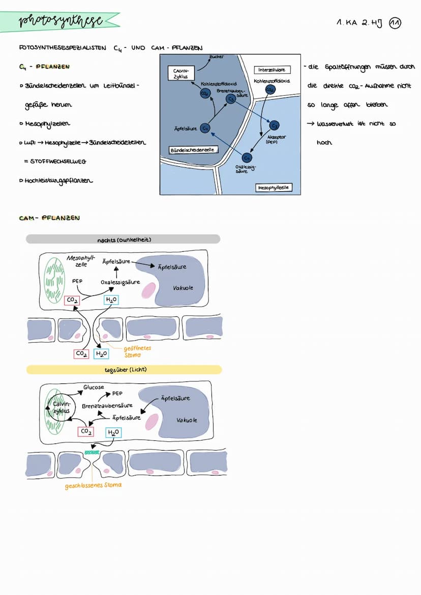 photosynthese.
BEDEUTUNG DER PHOTOSYNTHESE
CO₂
Aufbau organischer Stoffe
aus anorganischen Staffen bei der
Fotosynthese der grinen Pflanzen
