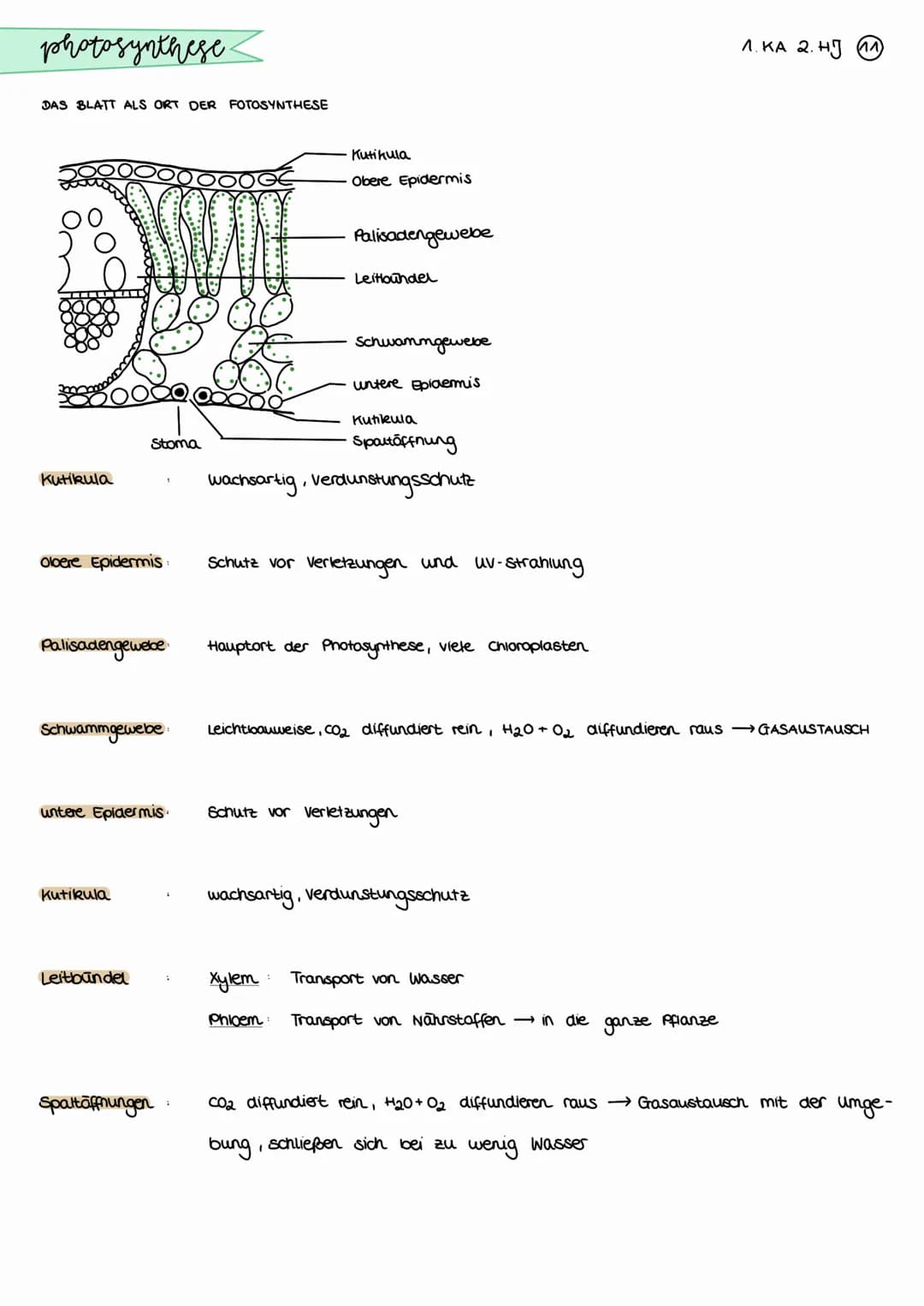photosynthese.
BEDEUTUNG DER PHOTOSYNTHESE
CO₂
Aufbau organischer Stoffe
aus anorganischen Staffen bei der
Fotosynthese der grinen Pflanzen
