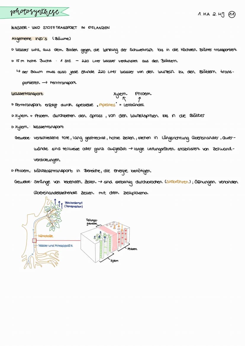 photosynthese.
BEDEUTUNG DER PHOTOSYNTHESE
CO₂
Aufbau organischer Stoffe
aus anorganischen Staffen bei der
Fotosynthese der grinen Pflanzen
