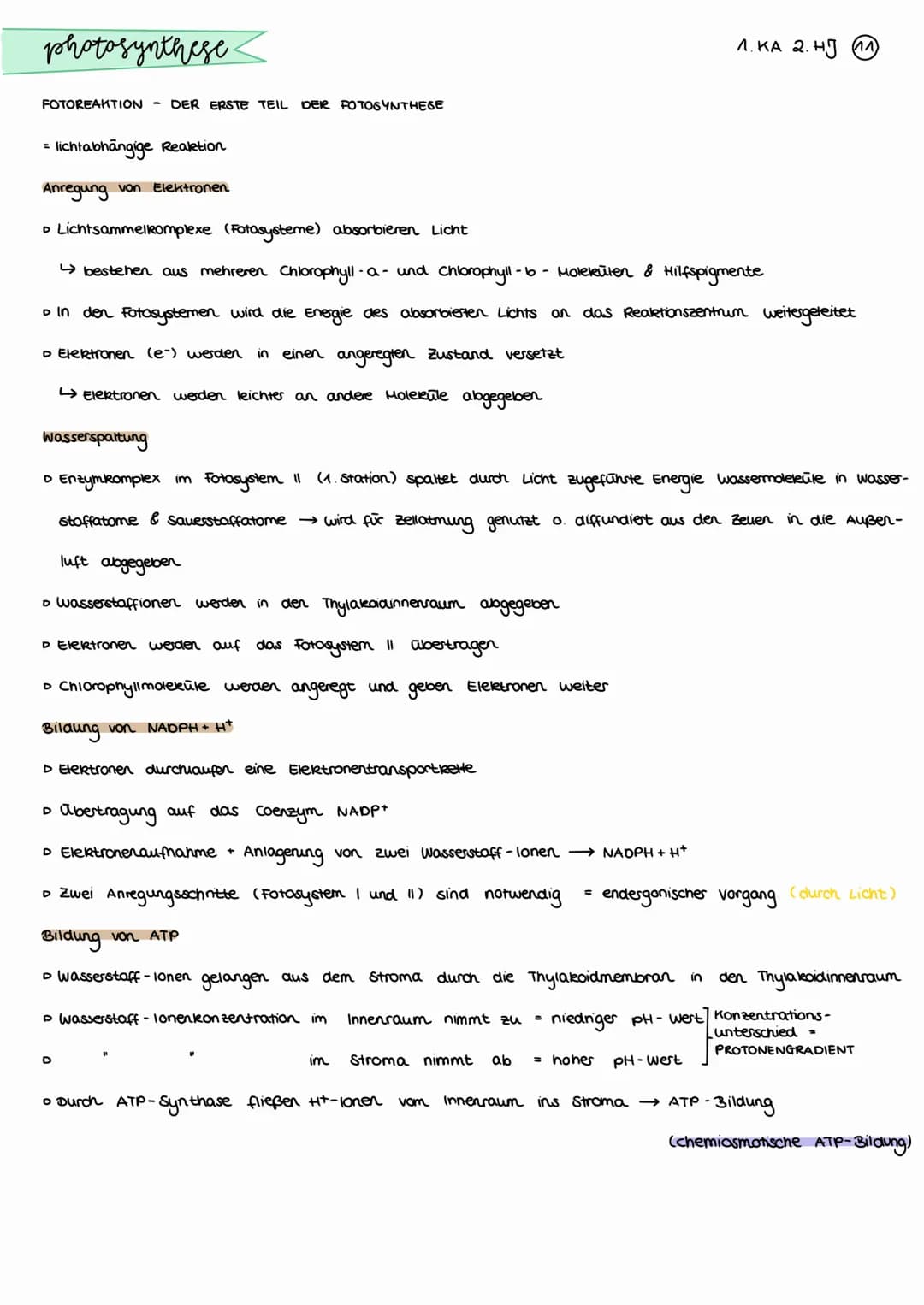 photosynthese.
BEDEUTUNG DER PHOTOSYNTHESE
CO₂
Aufbau organischer Stoffe
aus anorganischen Staffen bei der
Fotosynthese der grinen Pflanzen
