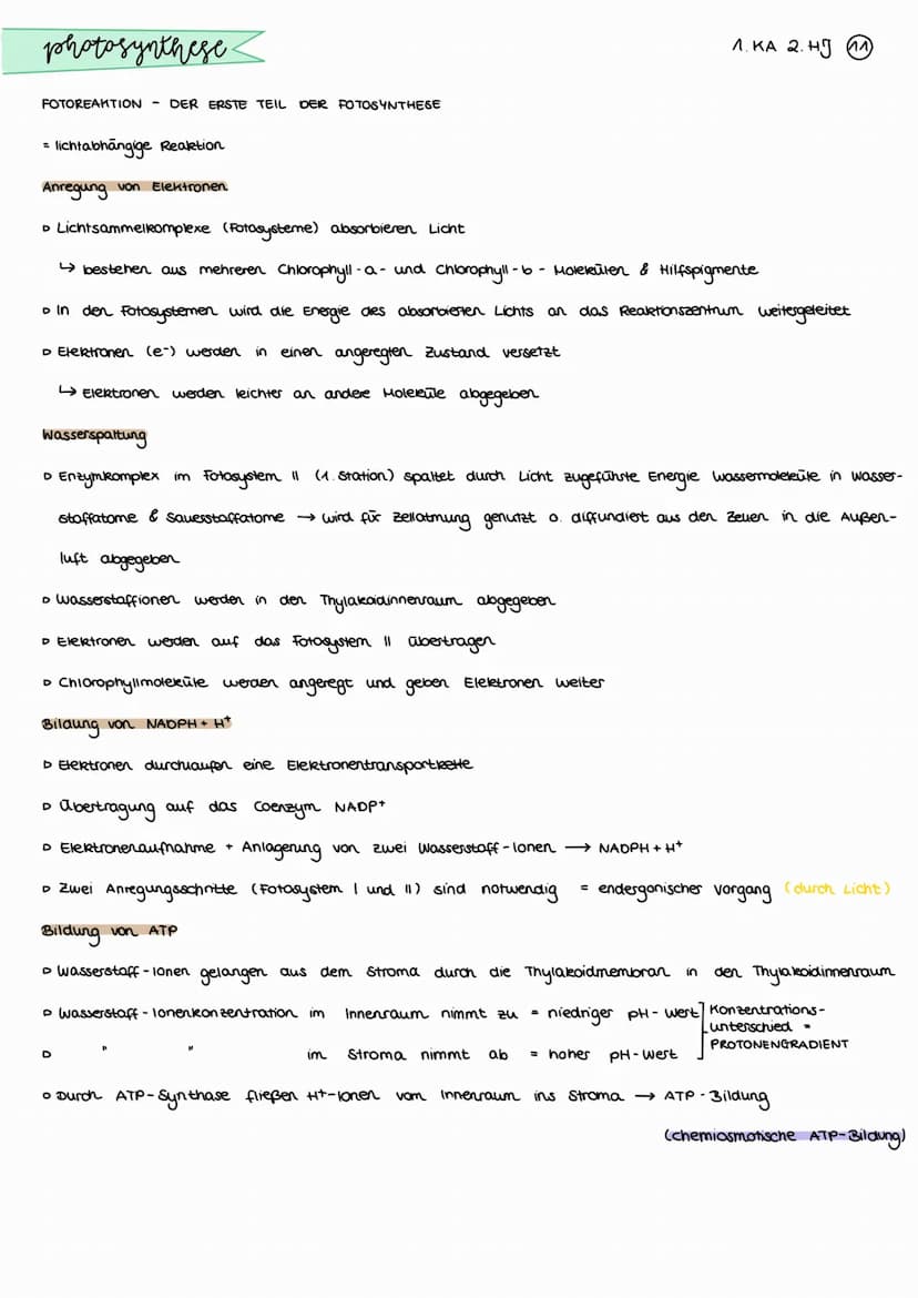 photosynthese.
BEDEUTUNG DER PHOTOSYNTHESE
CO₂
Aufbau organischer Stoffe
aus anorganischen Staffen bei der
Fotosynthese der grinen Pflanzen
