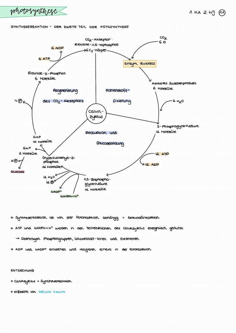 photosynthese.
BEDEUTUNG DER PHOTOSYNTHESE
CO₂
Aufbau organischer Stoffe
aus anorganischen Staffen bei der
Fotosynthese der grinen Pflanzen
