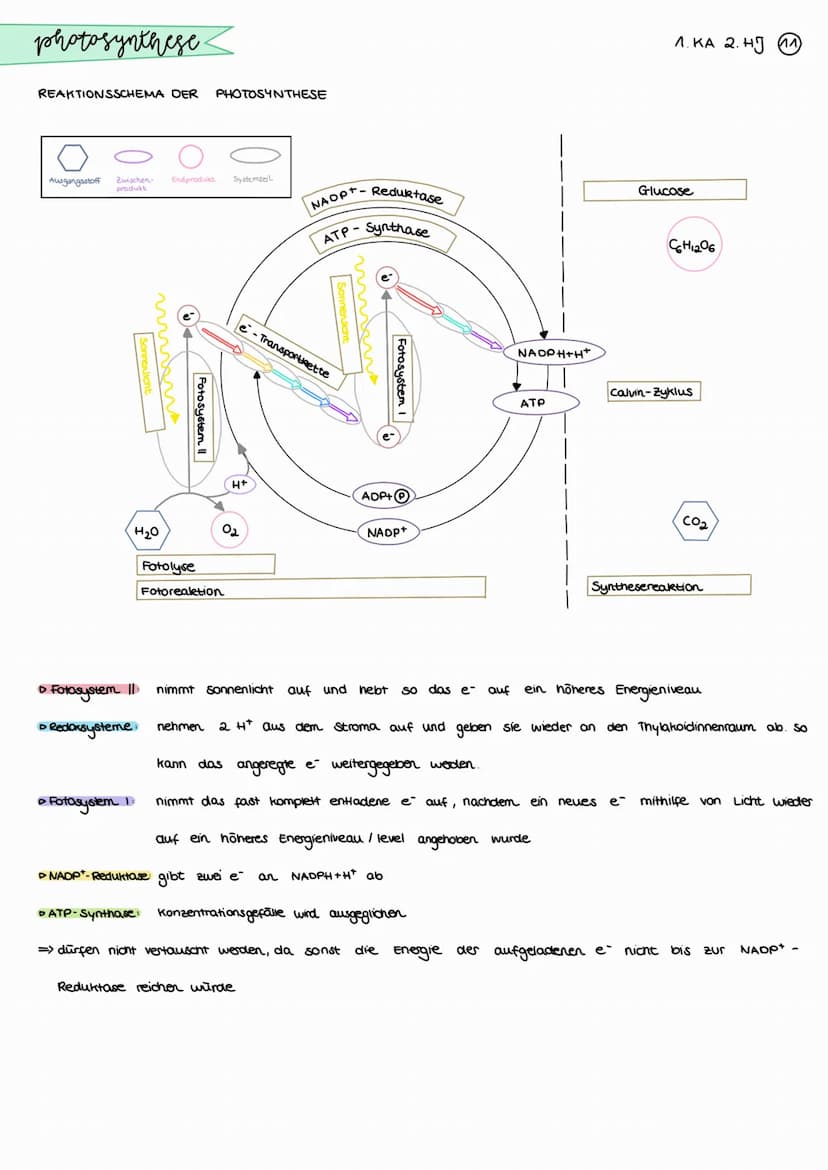 photosynthese.
BEDEUTUNG DER PHOTOSYNTHESE
CO₂
Aufbau organischer Stoffe
aus anorganischen Staffen bei der
Fotosynthese der grinen Pflanzen
