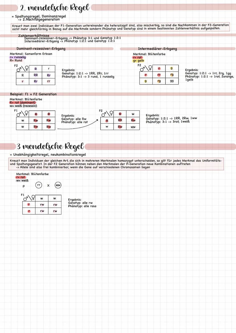 Vererbungslehre
Johann Gregor Mendel
Gregor Mendel: 20.07.1822 in Heinzdorf, Österreihisch-Schlesien geboren
06.01.1884 in Brün verstorben
-