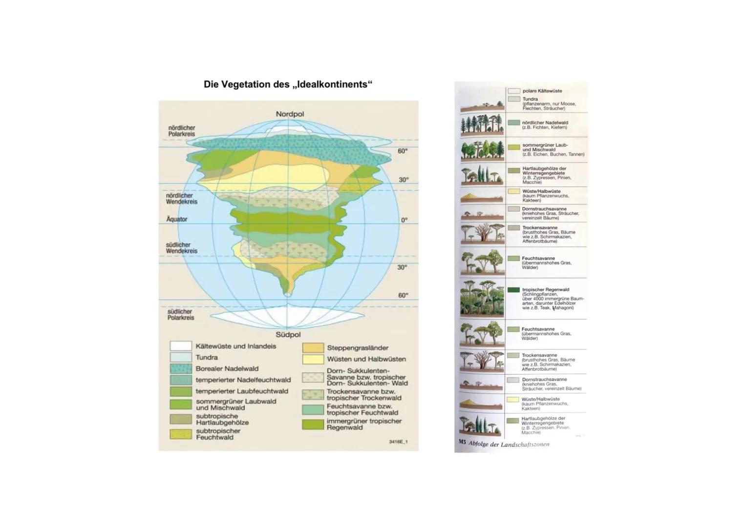 Vegetationszone Hauptverbreitungsgebiete
Eiswüste/Kältewüste
Tundra
Borealer Nadelwald
Sommergrüner Laub-
und Mischwald
Nord- und Südpolarge