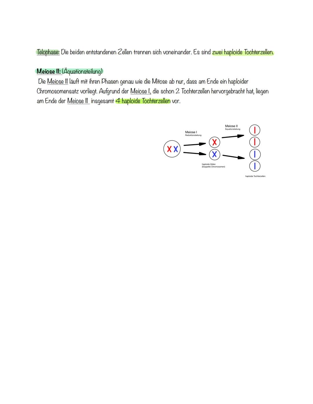 Meiose einfach erklärt: Alle Phasen und Unterschiede zwischen Mitose und Meiose