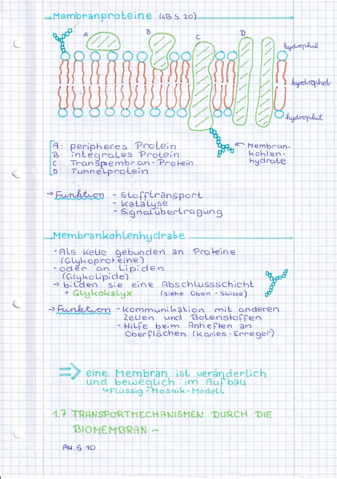 C
C
Membranproteine (LBS 20)
8000
A
¡₁
A: peripheres Protein
B: integrales Protein
C: Tranšpembran-Protein.
(D: Tunnelprotein
→ Funktion
Mem