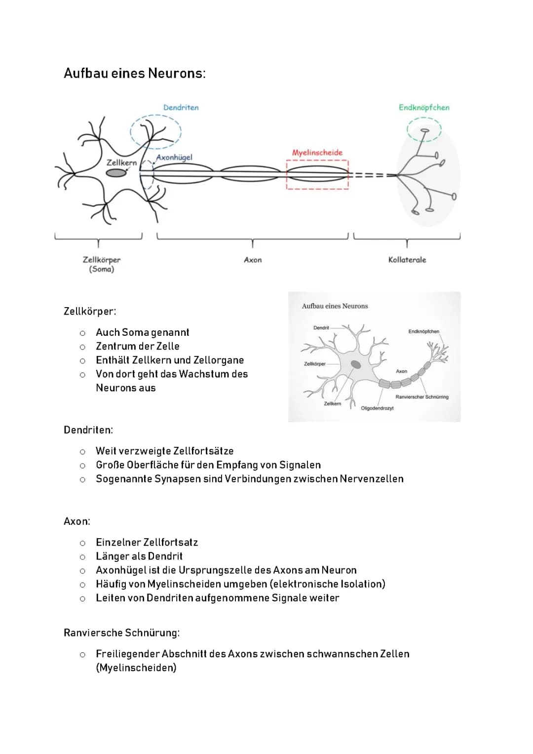 Neurobiologie und Nervensysteme 