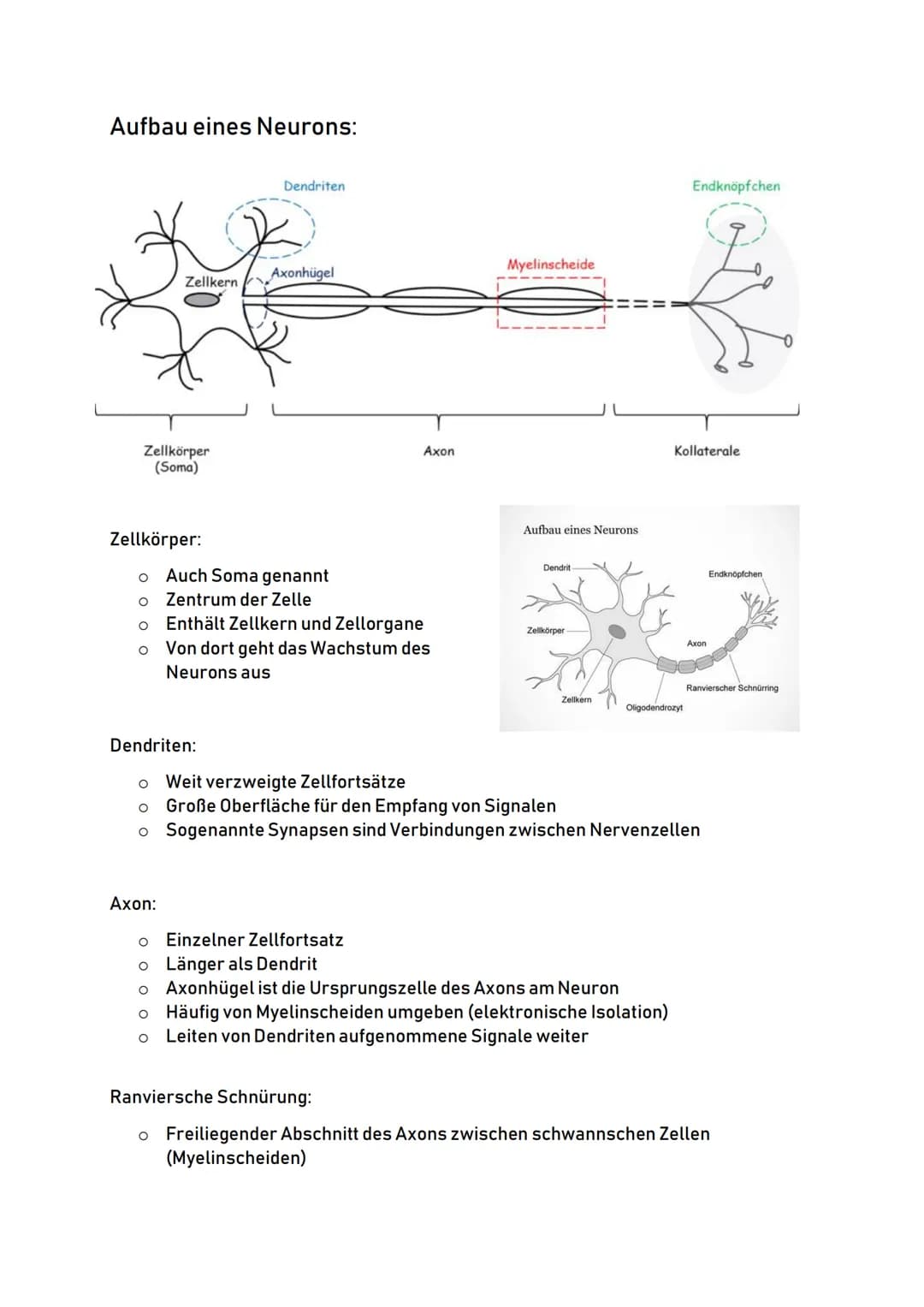 Aufbau eines Neurons:
Zellkörper
(Soma)
Zellkern
Zellkörper:
Dendriten:
00
Dendriten
o Auch Soma genannt
O
Zentrum der Zelle
O
Enthält Zellk