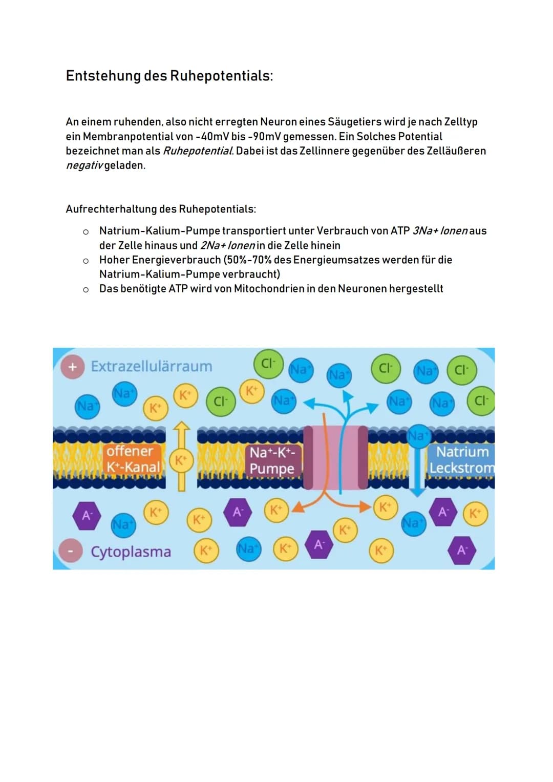 Aufbau eines Neurons:
Zellkörper
(Soma)
Zellkern
Zellkörper:
Dendriten:
00
Dendriten
o Auch Soma genannt
O
Zentrum der Zelle
O
Enthält Zellk