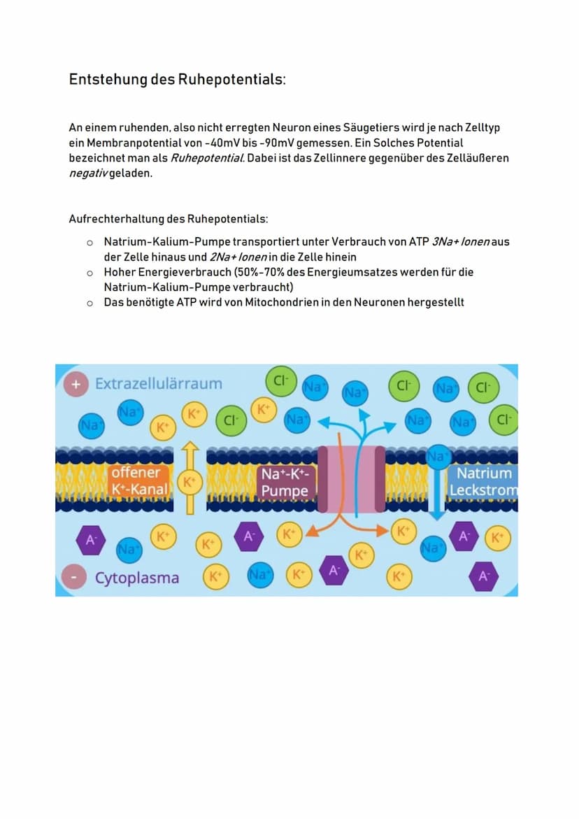 Aufbau eines Neurons:
Zellkörper
(Soma)
Zellkern
Zellkörper:
Dendriten:
00
Dendriten
o Auch Soma genannt
O
Zentrum der Zelle
O
Enthält Zellk