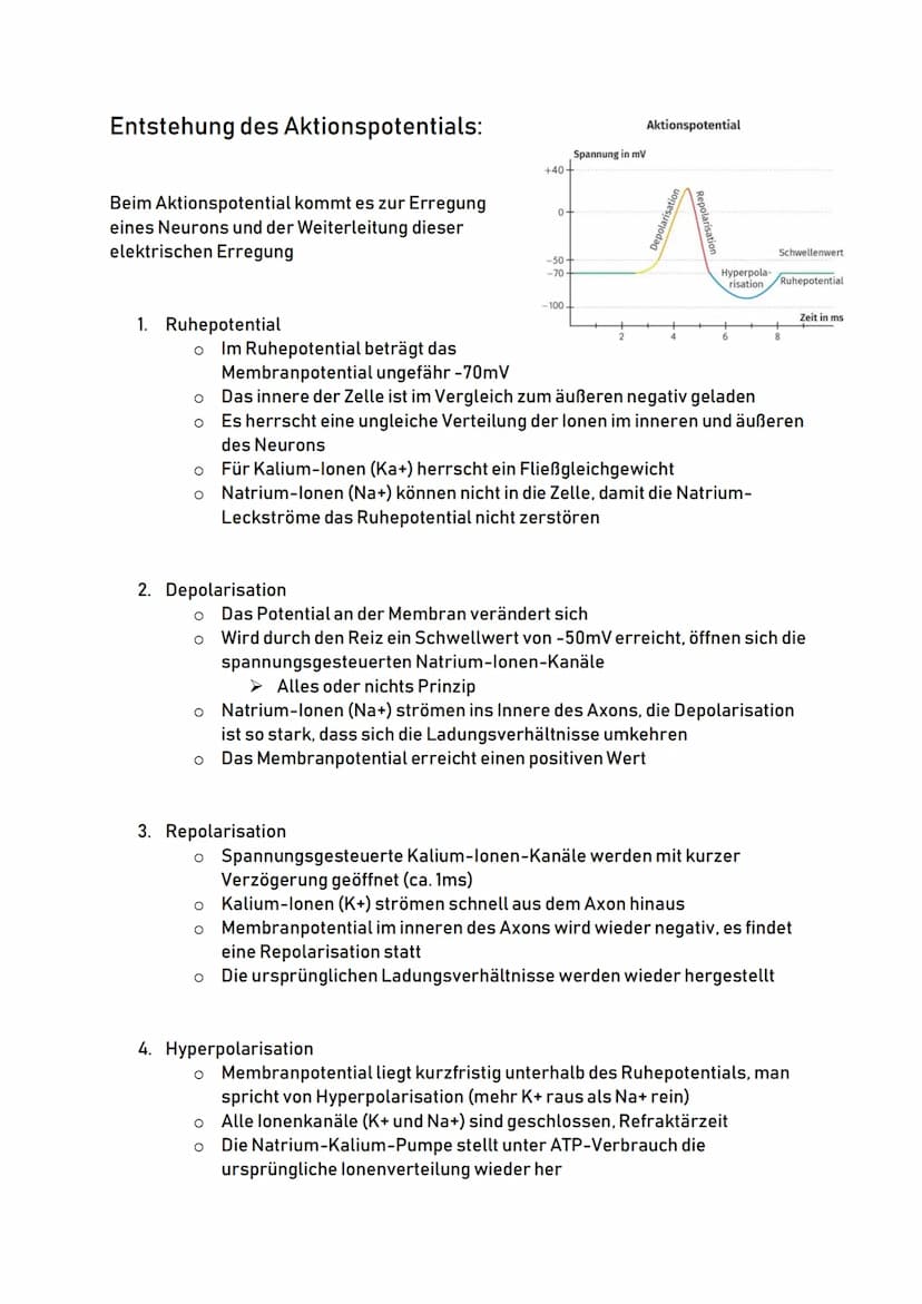 Aufbau eines Neurons:
Zellkörper
(Soma)
Zellkern
Zellkörper:
Dendriten:
00
Dendriten
o Auch Soma genannt
O
Zentrum der Zelle
O
Enthält Zellk