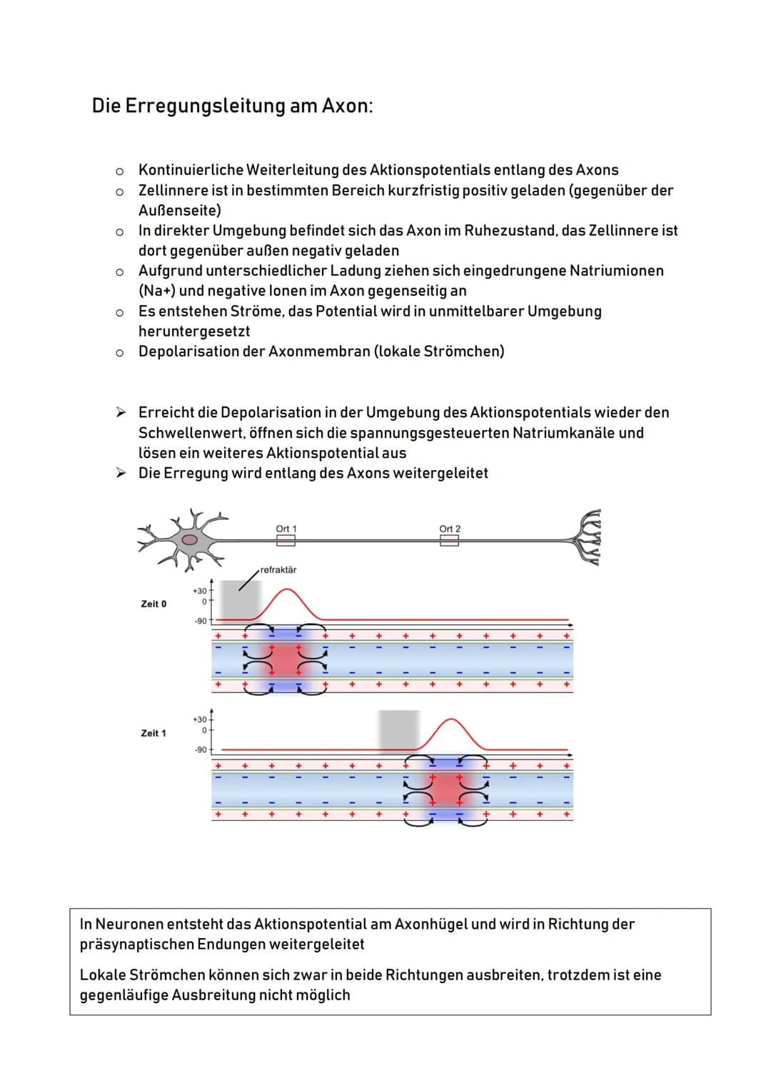 Aufbau eines Neurons:
Zellkörper
(Soma)
Zellkern
Zellkörper:
Dendriten:
00
Dendriten
o Auch Soma genannt
O
Zentrum der Zelle
O
Enthält Zellk