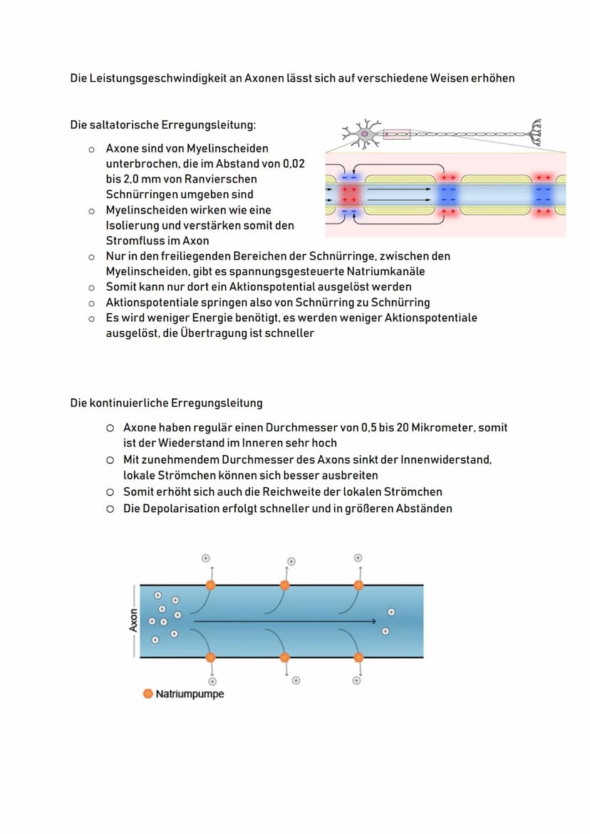 Aufbau eines Neurons:
Zellkörper
(Soma)
Zellkern
Zellkörper:
Dendriten:
00
Dendriten
o Auch Soma genannt
O
Zentrum der Zelle
O
Enthält Zellk