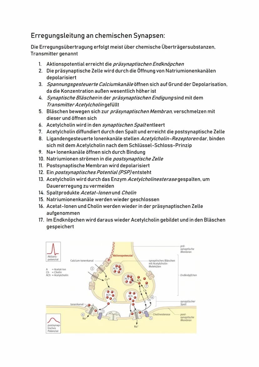 Aufbau eines Neurons:
Zellkörper
(Soma)
Zellkern
Zellkörper:
Dendriten:
00
Dendriten
o Auch Soma genannt
O
Zentrum der Zelle
O
Enthält Zellk