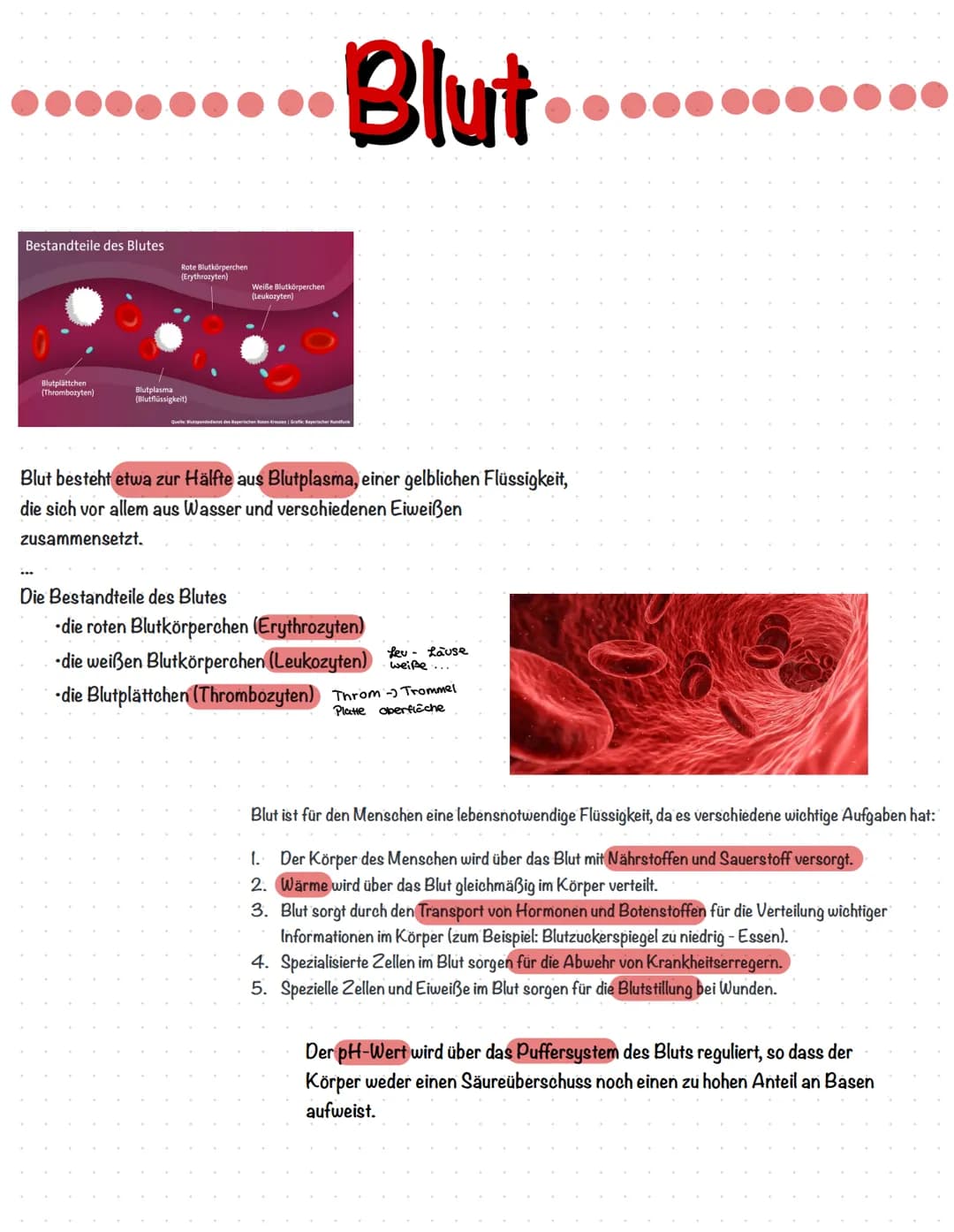 Bestandteile des Blutes
Blutplättchen
(Thrombozyten)
●●●●●
Rote Blutkörperchen
(Erythrozyten)
Blutplasma
(Blutflüssigkeit)
Weiße Blutkörperc