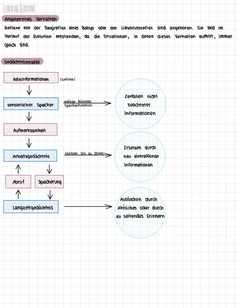 Das Nervensystem des Menschen
1. Zentrales und peripheres Nervensystem
> Bau des Nervensystems
> Arbeitsweise des Nervensystems
> Bau eines 