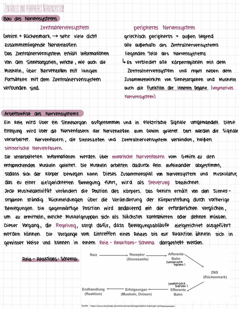 Das Nervensystem des Menschen
1. Zentrales und peripheres Nervensystem
> Bau des Nervensystems
> Arbeitsweise des Nervensystems
> Bau eines 