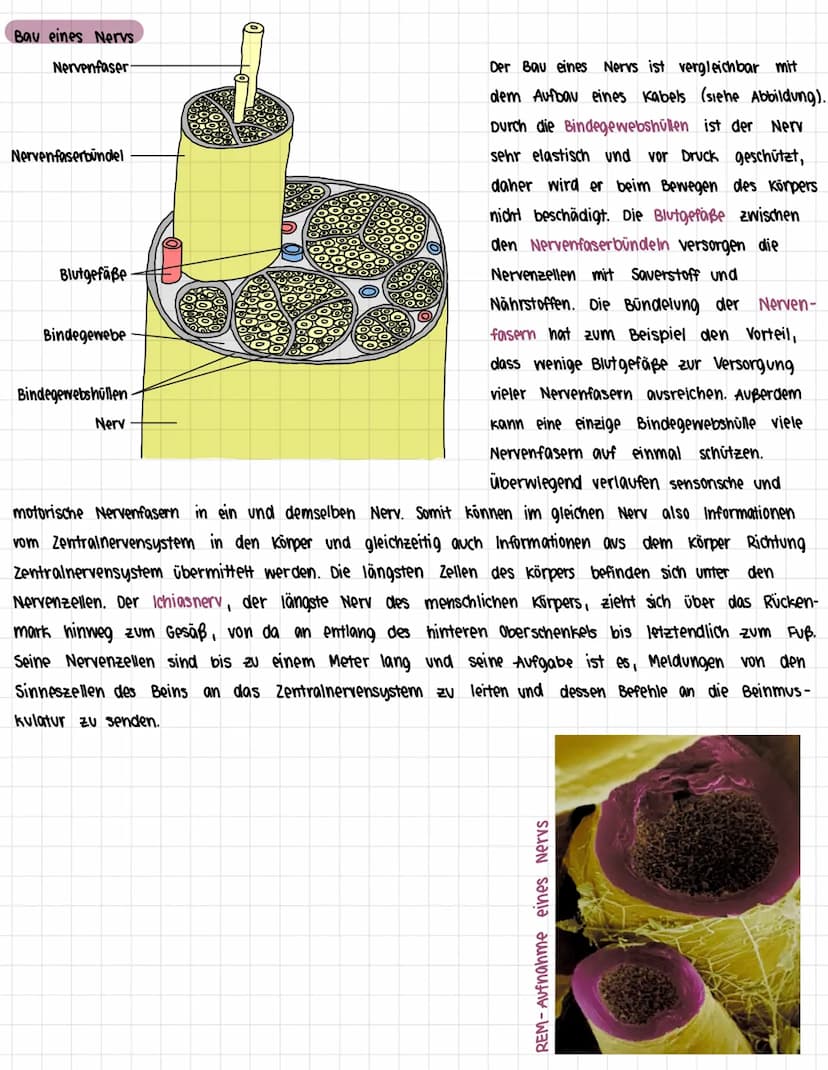 Das Nervensystem des Menschen
1. Zentrales und peripheres Nervensystem
> Bau des Nervensystems
> Arbeitsweise des Nervensystems
> Bau eines 