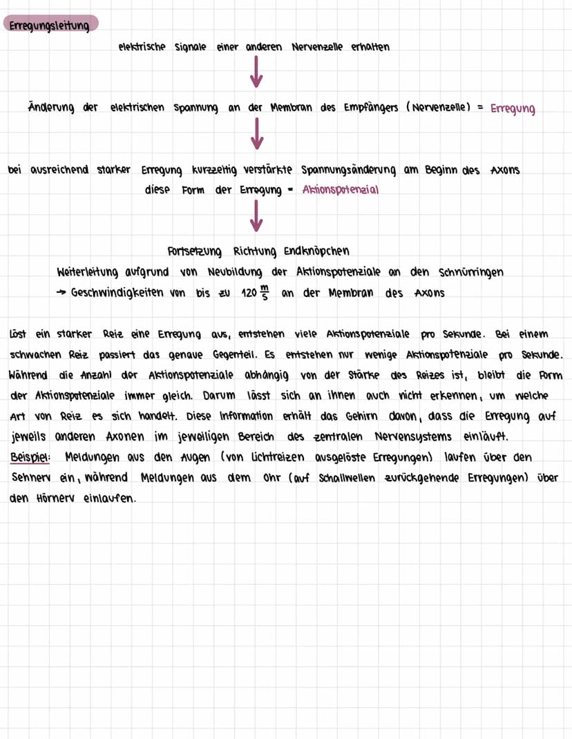 Das Nervensystem des Menschen
1. Zentrales und peripheres Nervensystem
> Bau des Nervensystems
> Arbeitsweise des Nervensystems
> Bau eines 