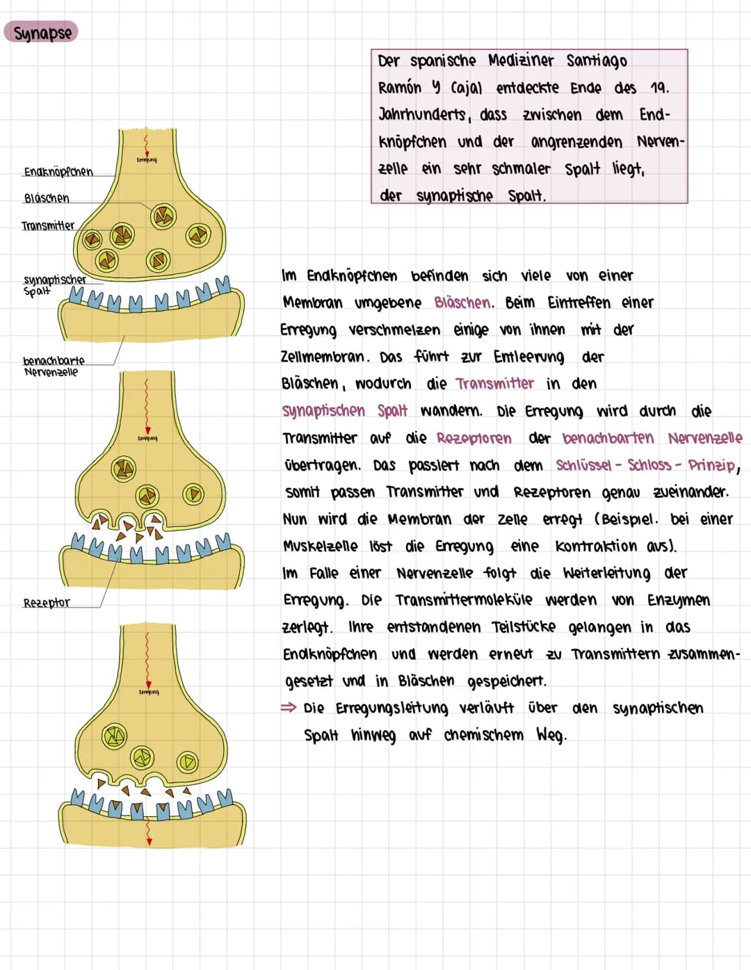 Das Nervensystem des Menschen
1. Zentrales und peripheres Nervensystem
> Bau des Nervensystems
> Arbeitsweise des Nervensystems
> Bau eines 