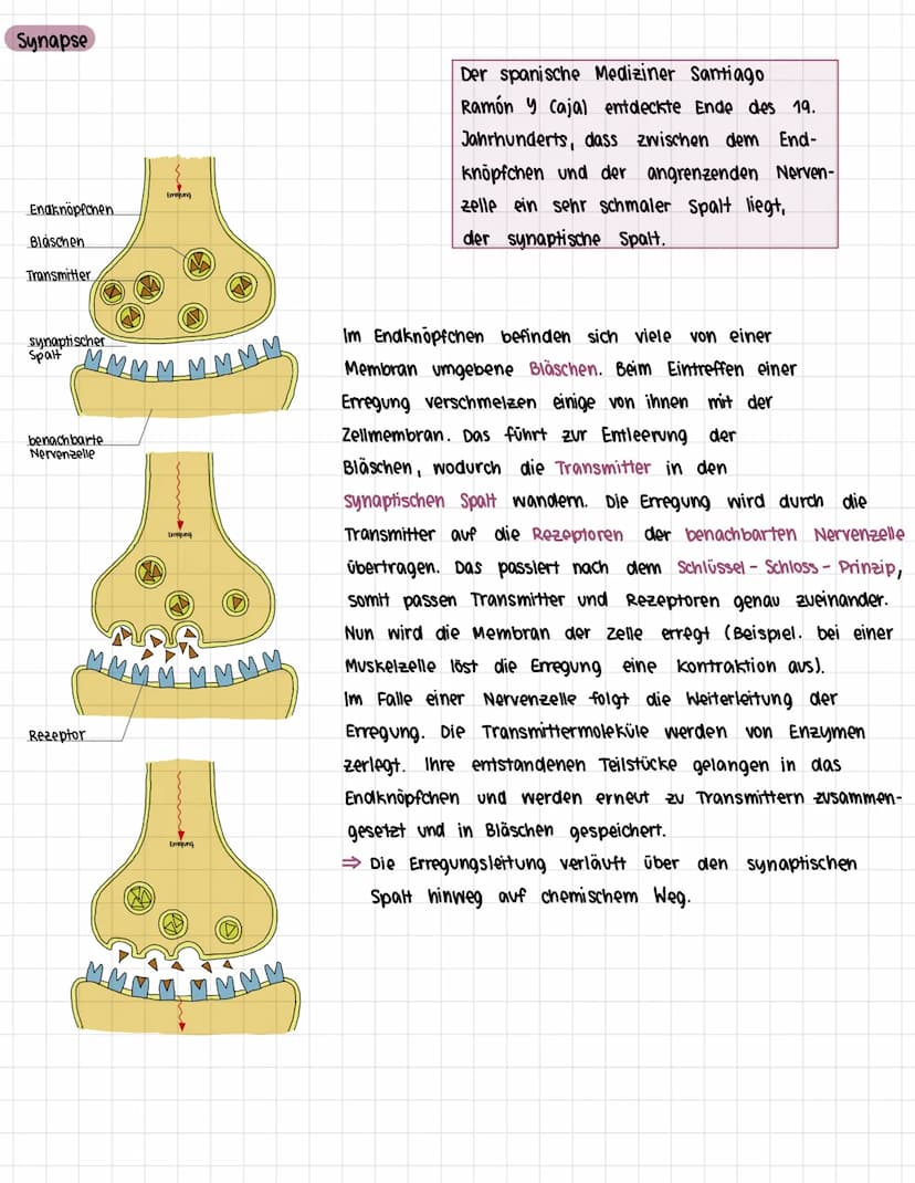 Das Nervensystem des Menschen
1. Zentrales und peripheres Nervensystem
> Bau des Nervensystems
> Arbeitsweise des Nervensystems
> Bau eines 