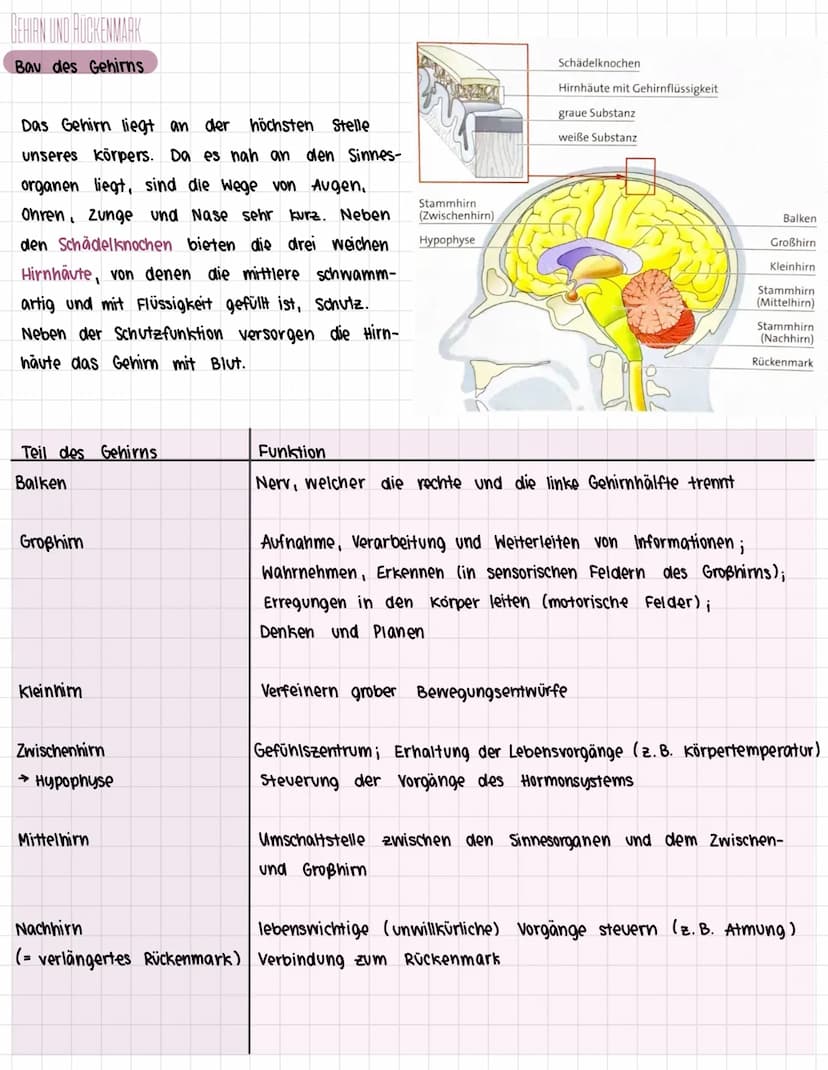 Das Nervensystem des Menschen
1. Zentrales und peripheres Nervensystem
> Bau des Nervensystems
> Arbeitsweise des Nervensystems
> Bau eines 