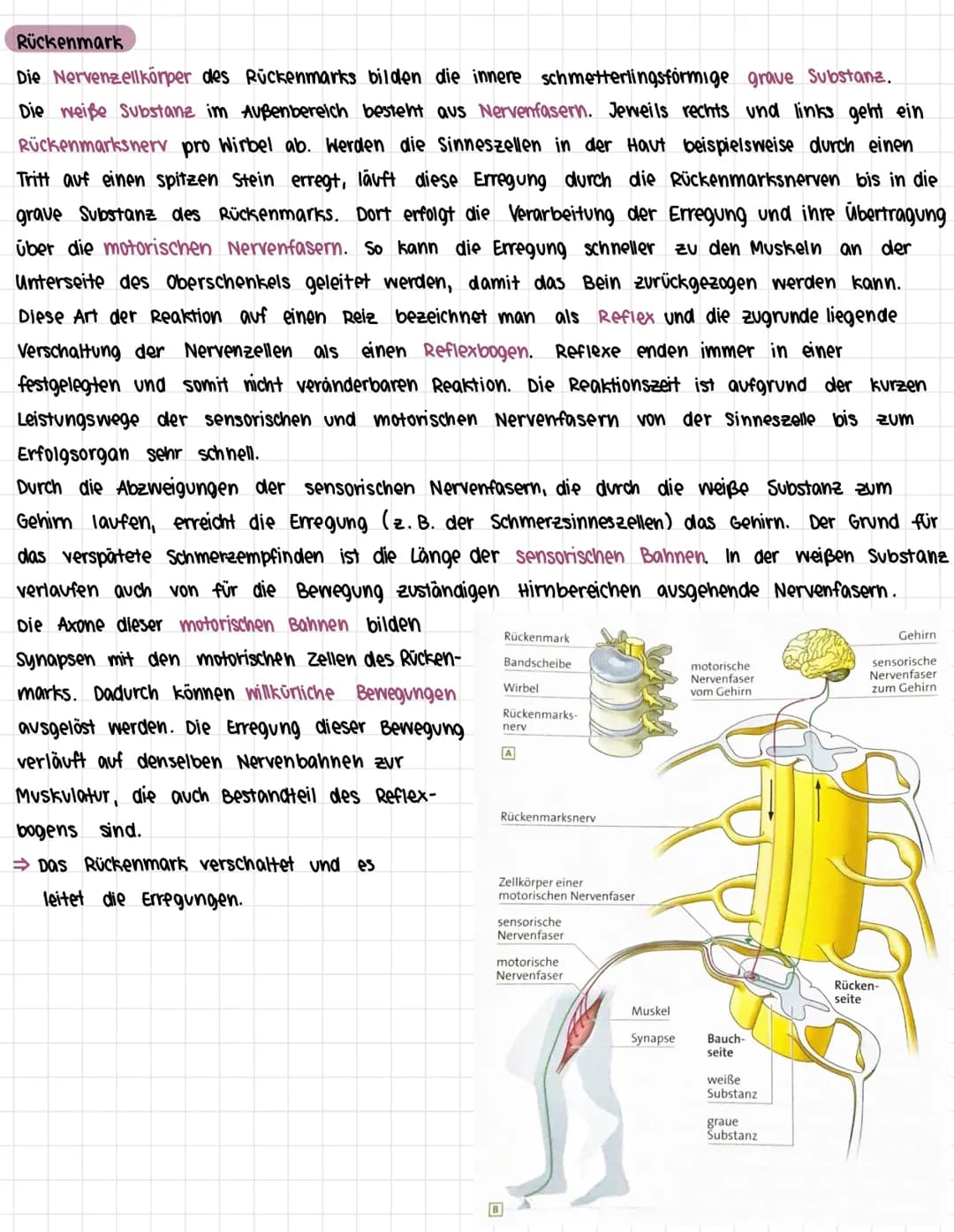 Das Nervensystem des Menschen
1. Zentrales und peripheres Nervensystem
> Bau des Nervensystems
> Arbeitsweise des Nervensystems
> Bau eines 