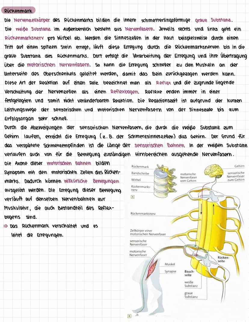 Das Nervensystem des Menschen
1. Zentrales und peripheres Nervensystem
> Bau des Nervensystems
> Arbeitsweise des Nervensystems
> Bau eines 