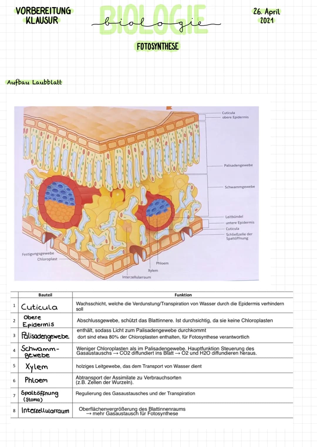 VORBEREITUNG
KLAUSUR
Aufbau Laubblatt
2
4
1 Cuticula
Obere
Epidermis
5
Festigungsgewebe
6
Chloroplast
7
Bauteil
Schwamm-
gewebe
Xylem
Phloem