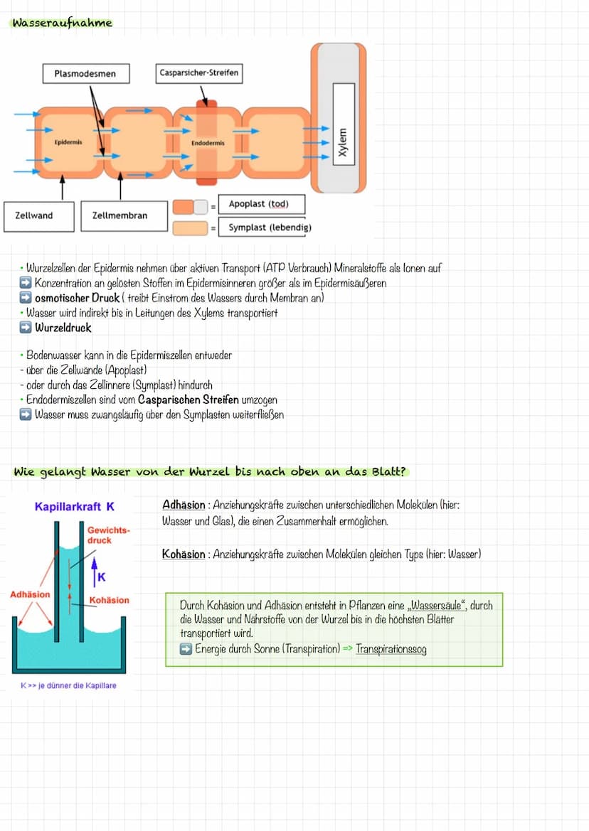 VORBEREITUNG
KLAUSUR
Aufbau Laubblatt
2
4
1 Cuticula
Obere
Epidermis
5
Festigungsgewebe
6
Chloroplast
7
Bauteil
Schwamm-
gewebe
Xylem
Phloem
